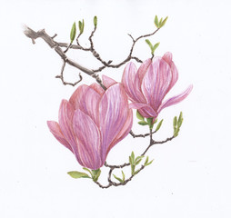 Flowers of pink magnolia. Sketch markers.