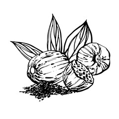 Nutmeg and leaves hand drawn illustration. Ink sketch of nuts. Hand drawn illustration. Isolated on white background.