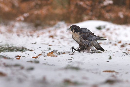View of a peregrine falcon standing on the snow with leathers of prey in the beak