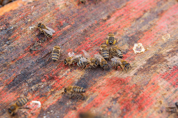 Bees swarming on vintage textile background..