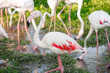  Beautiful pink flamingos group walking   nature on a sunny day. Exotic Birds