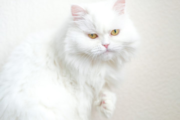 White furry persian cat with flat face at home