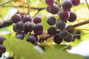 Drops flow down from a  grape