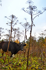 Sad cow in the thickets of autumn hogweed