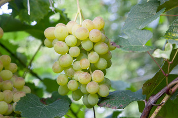 Ripe grapes bunch hangs on branch in vineyard..