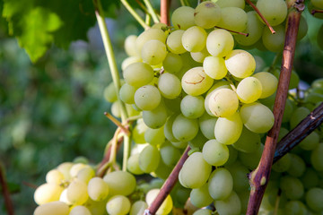 Close up view of ripe juicy berries of grapes on branch with leaves in vineyard..