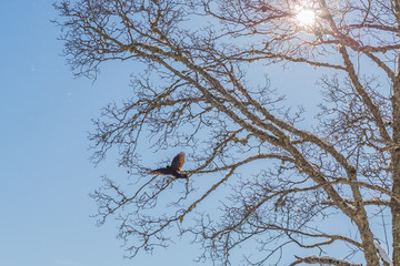 Oiseau de lumière