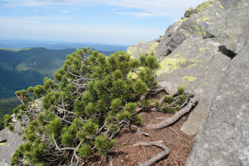 Fototapeta na wymiar wavy pine branches on the stone slopes of the mountains