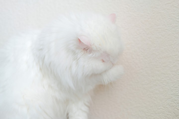 White furry persian cat washes his flat face