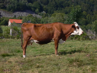 vache