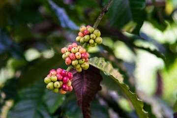 organic beans of coffe in India