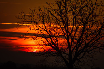 Fototapeta premium Autumn sunset behind the branches of a tree