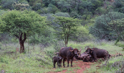 Fototapeta premium Buffalo on safari bush South Africa