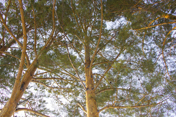 beautiful pine trees closeup blue sky winter