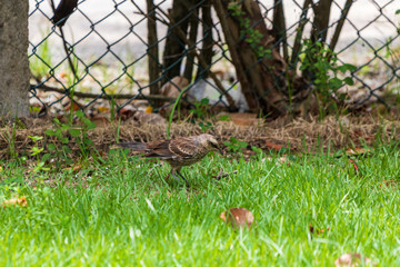 Closeup of rufous Brown Thrasher bird walking in green grass