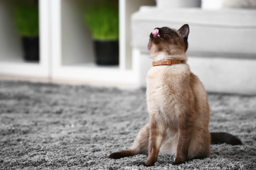 Cute funny Thai cat at home