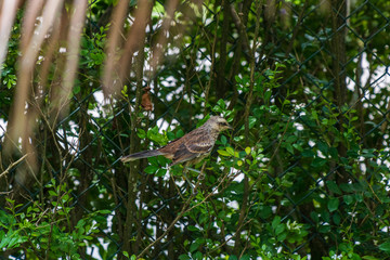Closeup of rufous Brown Thrasher bird walking in green grass