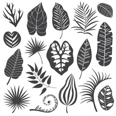 Collection of monochrome tropical leaves, palm tree branches, banana leaf and exotic rainforest leaves outline style. Botanical set with summer plant and jungle floral foliage silhouettes.