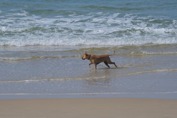 A dog walking on the beach and in the ocean