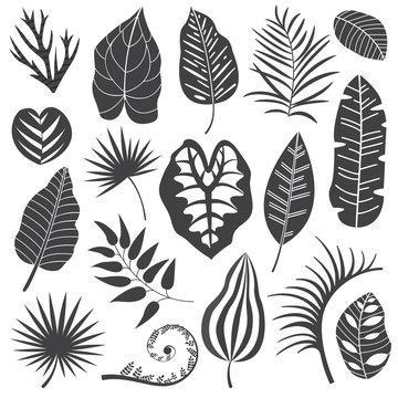 Collection of monochrome tropical leaves, palm tree branches, banana leaf and exotic rainforest leaves outline style. Botanical set with summer plant and jungle floral foliage silhouettes.