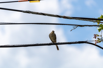 Alone bird perching on power cable lines isolated on blue sky background
