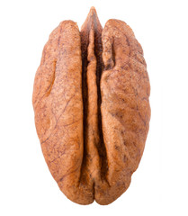 pecan, nut, isolated on white background, clipping path, full depth of field