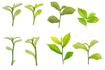 Blurred for background.Put forth fresh leaves isolated on white background.Clipping Path.