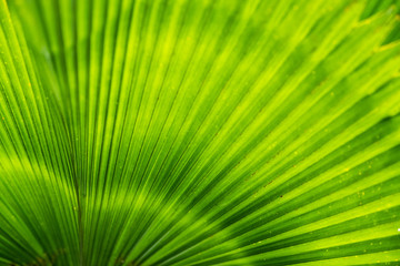 Close-up green leaf of palm tree texture