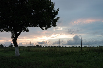Fototapeta na wymiar Summer evening, beautiful cloudy sky, lonely tree.