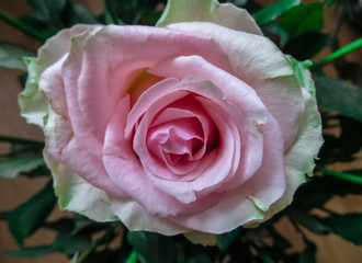 Beautiful pink rose flower and green leaves.