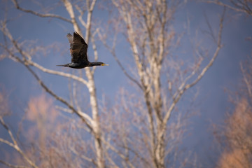 Double-crested Cormorant.(Phalacrocorax auritus) in flight