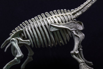 Brontosaurus Dinosaur skeleton model, torso © Ruben