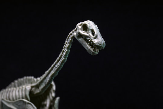 Brontosaurus Dinosaur skeleton model
