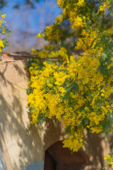 Mimosa Spring Flowers Easter background. Blooming mimosa tree over blue sky. Garden, gardening. Spring holiday blossom