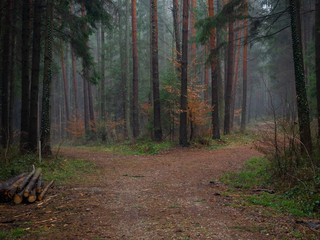 Forest track in autumn