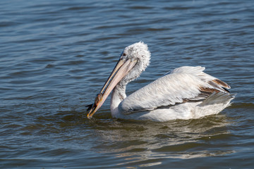 Dalmatian pelican (Pelecanus crispus) Wildlife in natural habitat