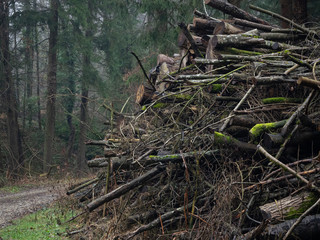 Fototapeta premium Pile of wood
