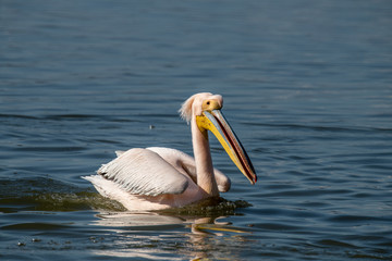Pink Pelican (Pelecanus onocrotalus) in the wild.Disappearing species of feathered animals.