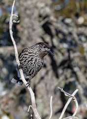 Spotted Nutcracker (Nucifraga caryocatactes) sitting on the perch
