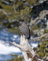Spotted Nutcracker (Nucifraga caryocatactes) sitting on the perch