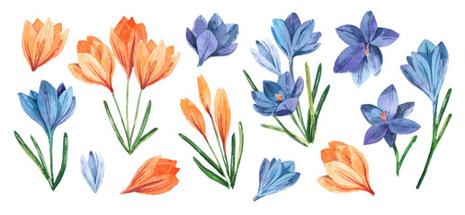 Spring set with watercolor crocuses. Spring bright colors for textiles, cards, packaging.