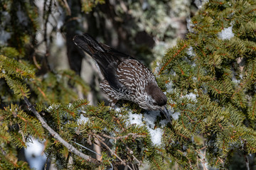 Spotted Nutcracker (Nucifraga caryocatactes) sitting on the perch