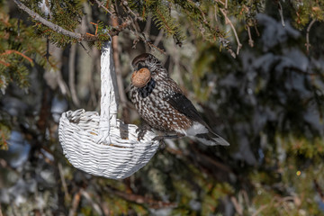 Spotted Nutcracker (Nucifraga caryocatactes) with a nut in her beak