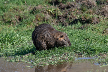 Close up of Wild coypu looking for a food in grass near a lake