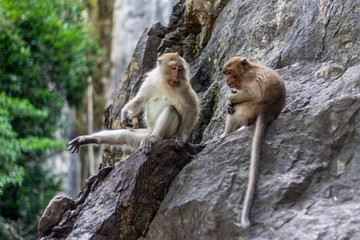 Two monkeys on the mountain