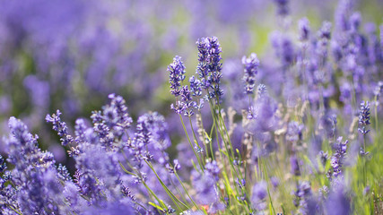 Fototapeta premium Lavender