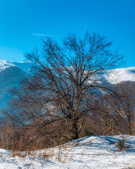 A bare tree on winter mountain ridge background