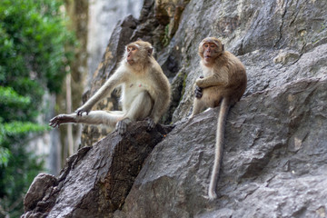 Monkeys on the mountain
