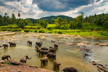 Elephants bathing in the river. Pinnawala Elephant Orphanage. Sri Lanka.