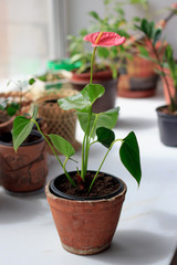 Anthurium plat in a flower pot on window sill